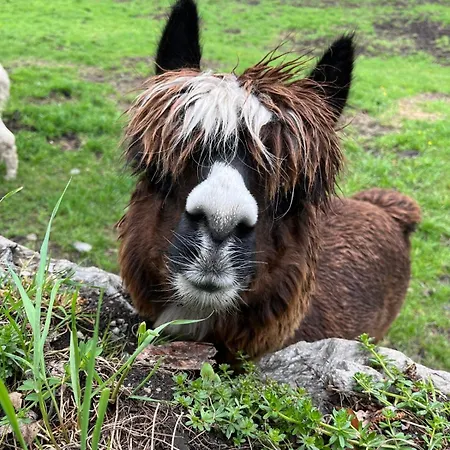 아파트 Panorama Semslach *