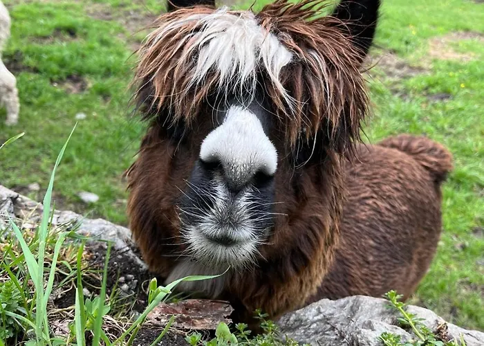 Apartament Panorama Semslach *